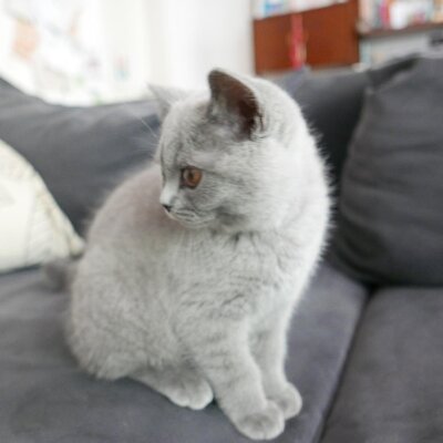 Foto Martino_curious